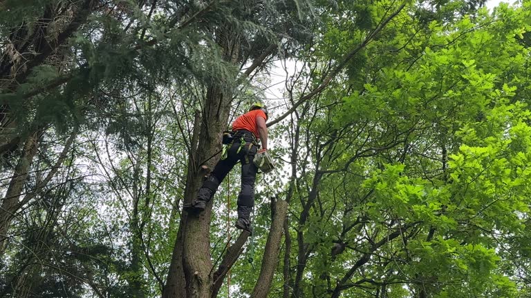 Best Tree Trimming and Pruning  in Revere, MA