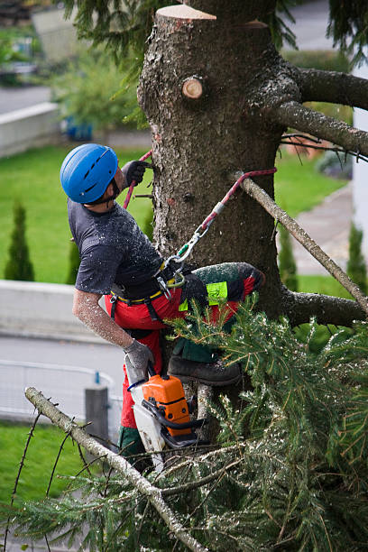 Best Tree Maintenance Programs  in Revere, MA