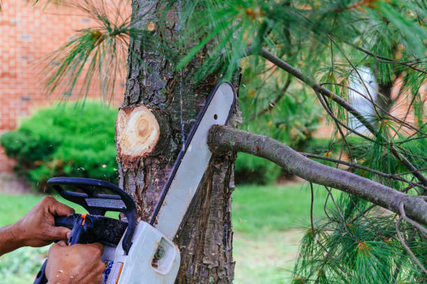 How Our Tree Care Process Works  in Revere, MA